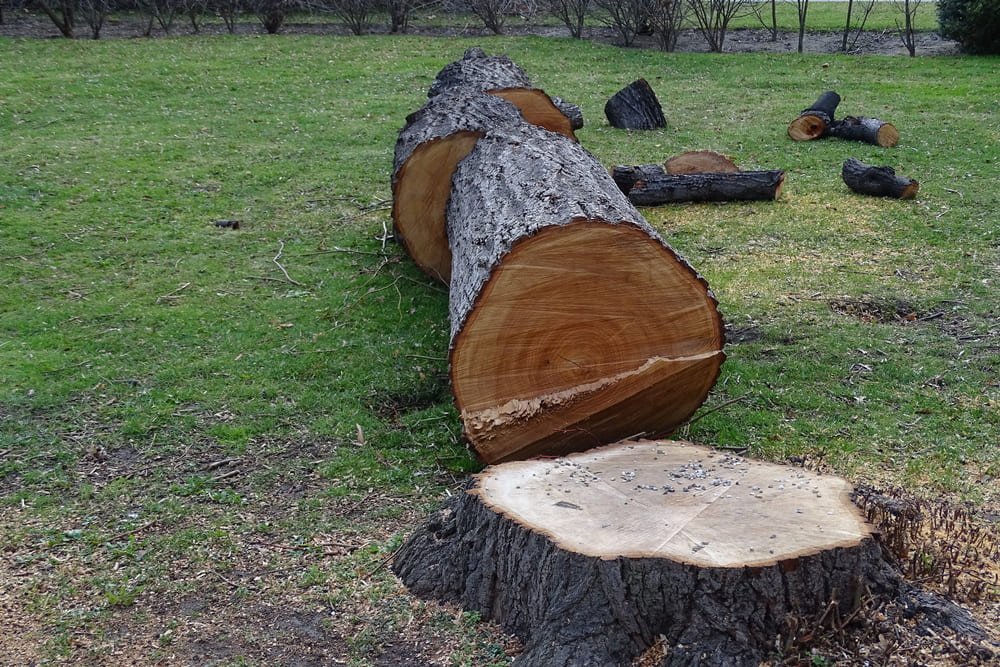 abattage-arbre-caen.jpeg