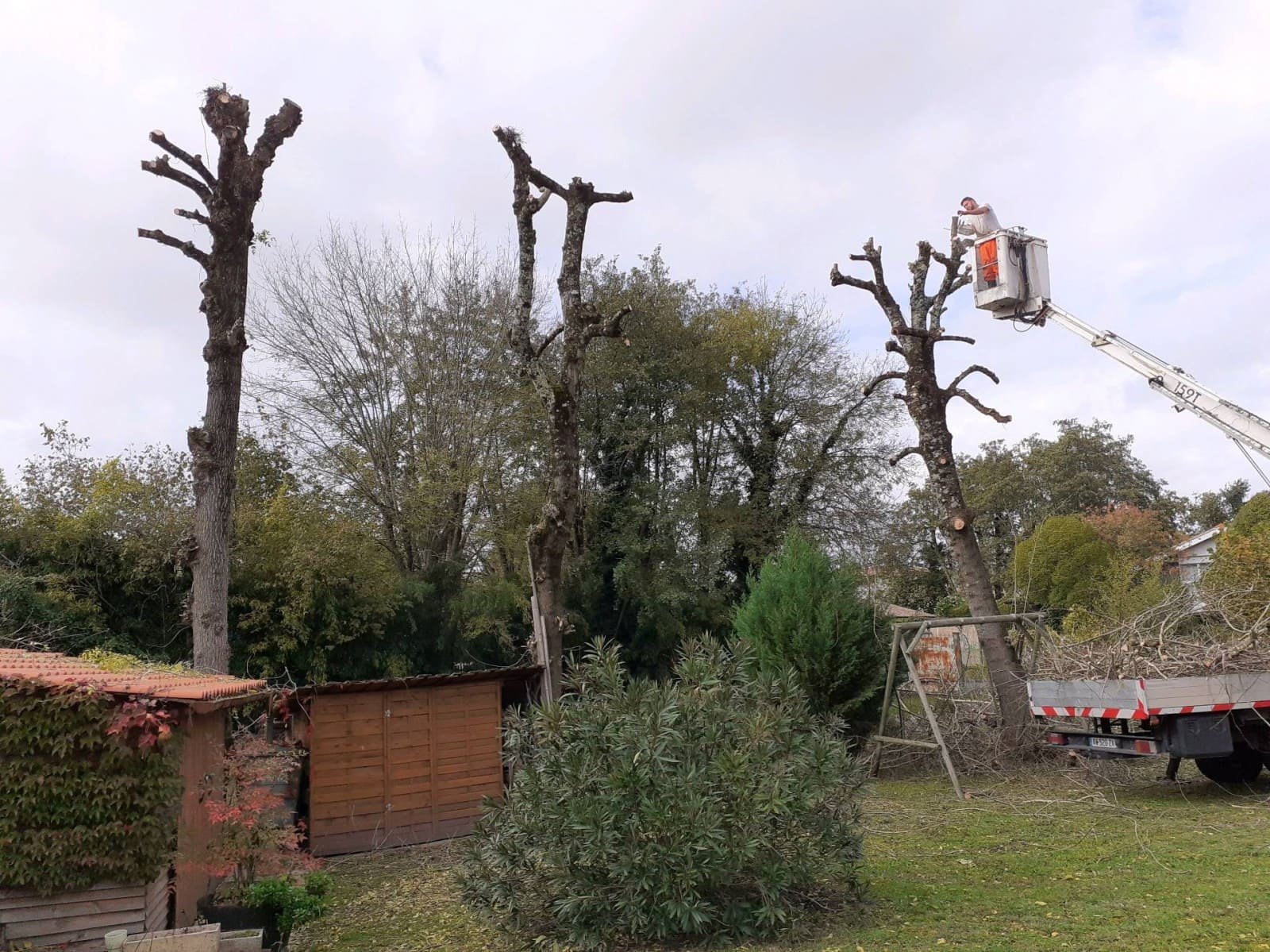 elagage-arbre-carpiquet.jpeg