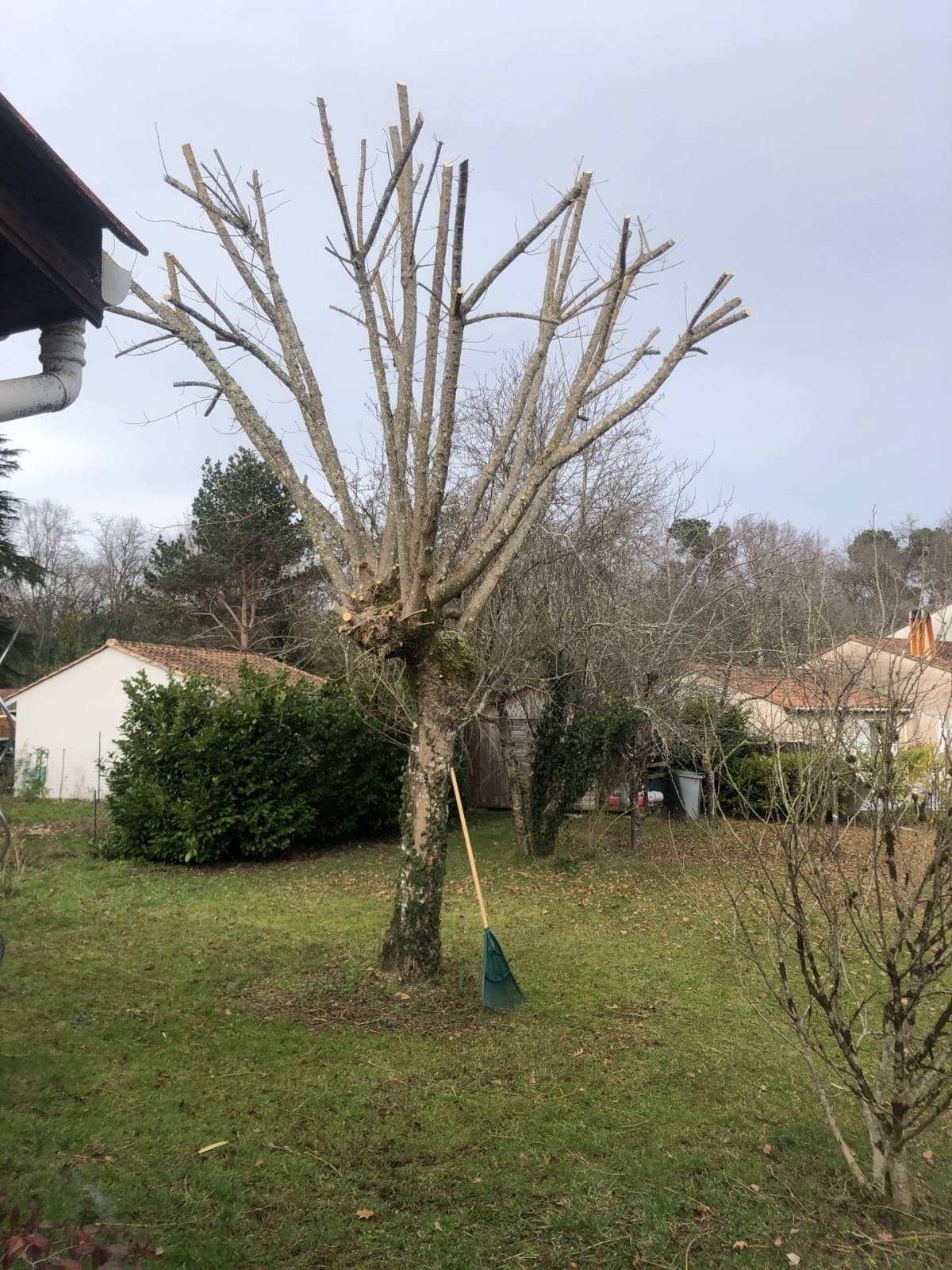 elagage-arbre-ifs.jpeg